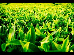myanmar tea leaves